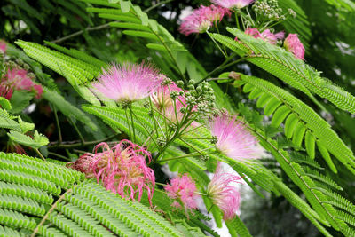 Close-up of pink flowering plant