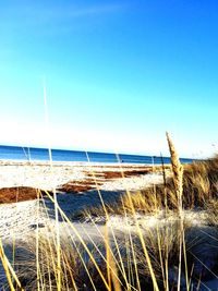 Scenic view of beach against clear blue sky