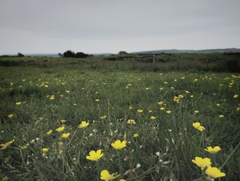 Close-up of yellow flowers growing in field