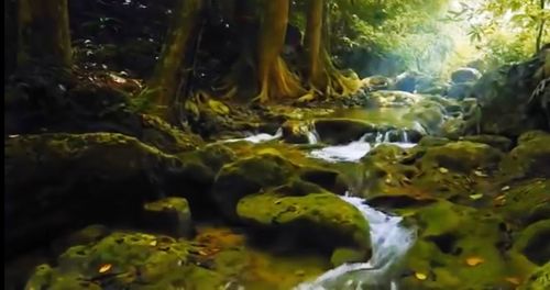 Close-up of jellyfish in sea