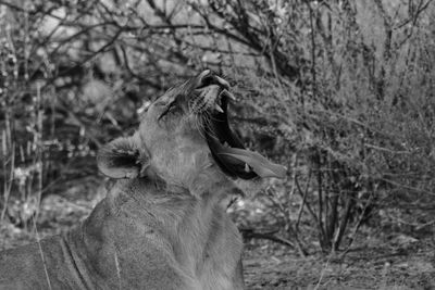 Close-up of a horse on field