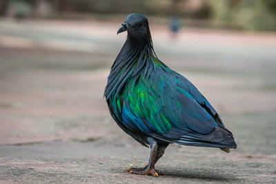 The nicobar pigeon, caloenas nicobarica