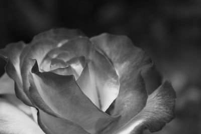 Close-up of rose blooming outdoors