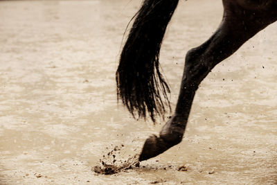 Cropped image of horse running on wet field during rainy season
