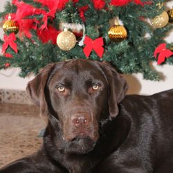 Close-up portrait of a dog