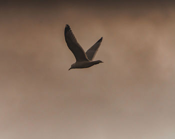 Low angle view of seagull flying