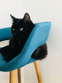Portrait of black cat relaxing at home