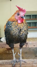 Close-up of rooster