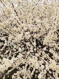 Close-up of cherry blossom against wall