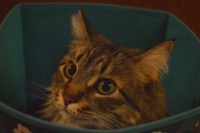 Close-up of cat