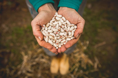 Farmer's hands hold beans. trip to the serras triangle, in serra da mantiqueira, mg, brazil.