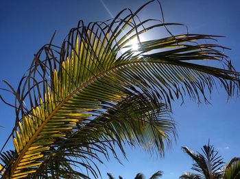 Low angle view of palm tree against sky