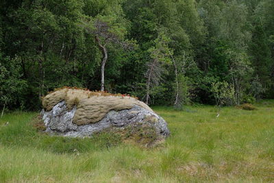 View of rocks on land