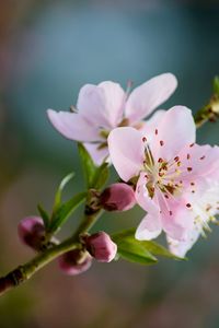 Close-up of pink cherry blossom