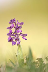 Close-up of purple flowering plant on field