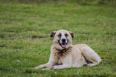 Portrait of dog sitting on field