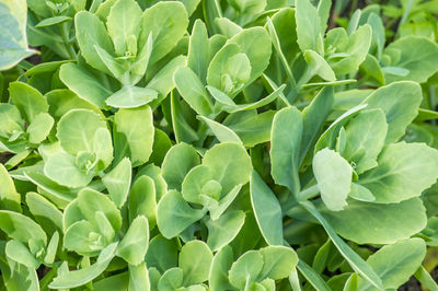 Full frame shot of succulent plant on field