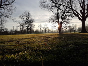 Bare trees on field against sky