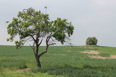 Trees on grassy field