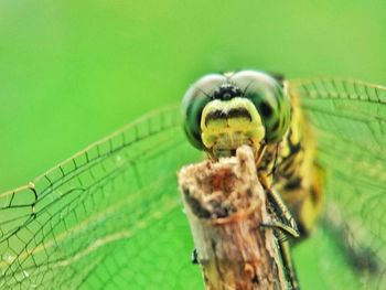 Close-up of insect on leaf