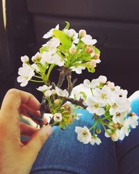 Cropped hand holding white flower