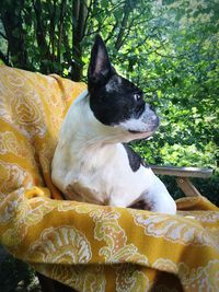 Close-up of dog sitting on bed