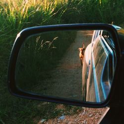 Reflection of car on side-view mirror