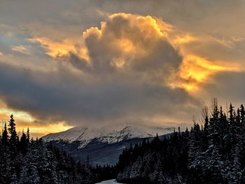 Panoramic shot of pine trees against sky during sunset