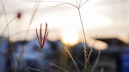 Close-up of plants against blurred background