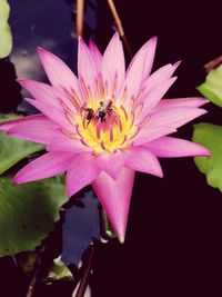 Close-up of bee on pink flower