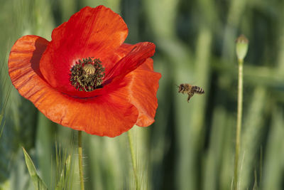 Close-up of red poppy flower