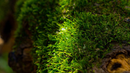 Close-up of moss growing on plant