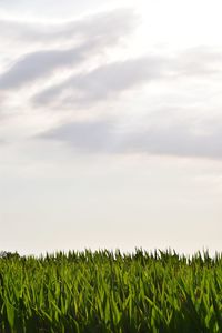 Crops growing on field against sky