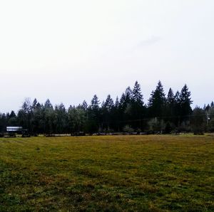 Trees on field against clear sky