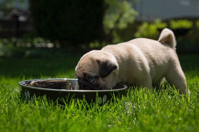 Close-up of dog on grass