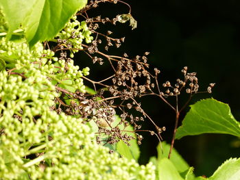 Close-up of plant