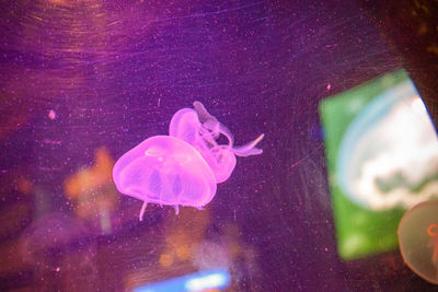 Close-up of jellyfish swimming in sea