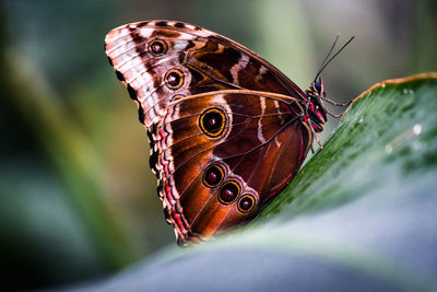 Close-up of butterfly on leaf