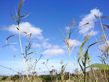 Low angle view of plants on field against blue sky