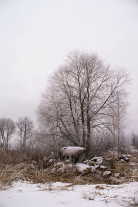 Bare trees against sky during winter