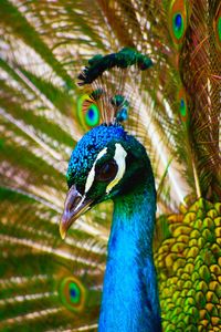 Close-up of peacock