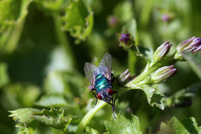 Close-up of insect on plant