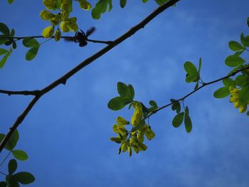 Low angle view of leaves against sky