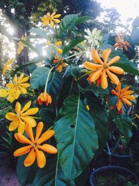 Close-up of flowers and leaves