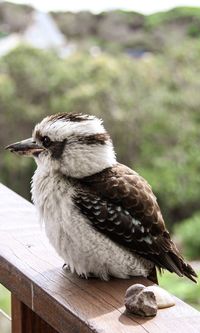 Australian kookaburra sitting on balcony ledge, and pebbles