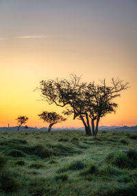 Tree on field against sky during sunset