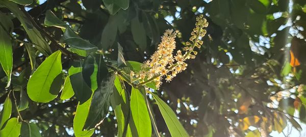 Low angle view of flowering plant leaves on tree