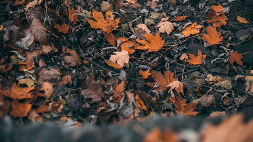 High angle view of maple leaves on road