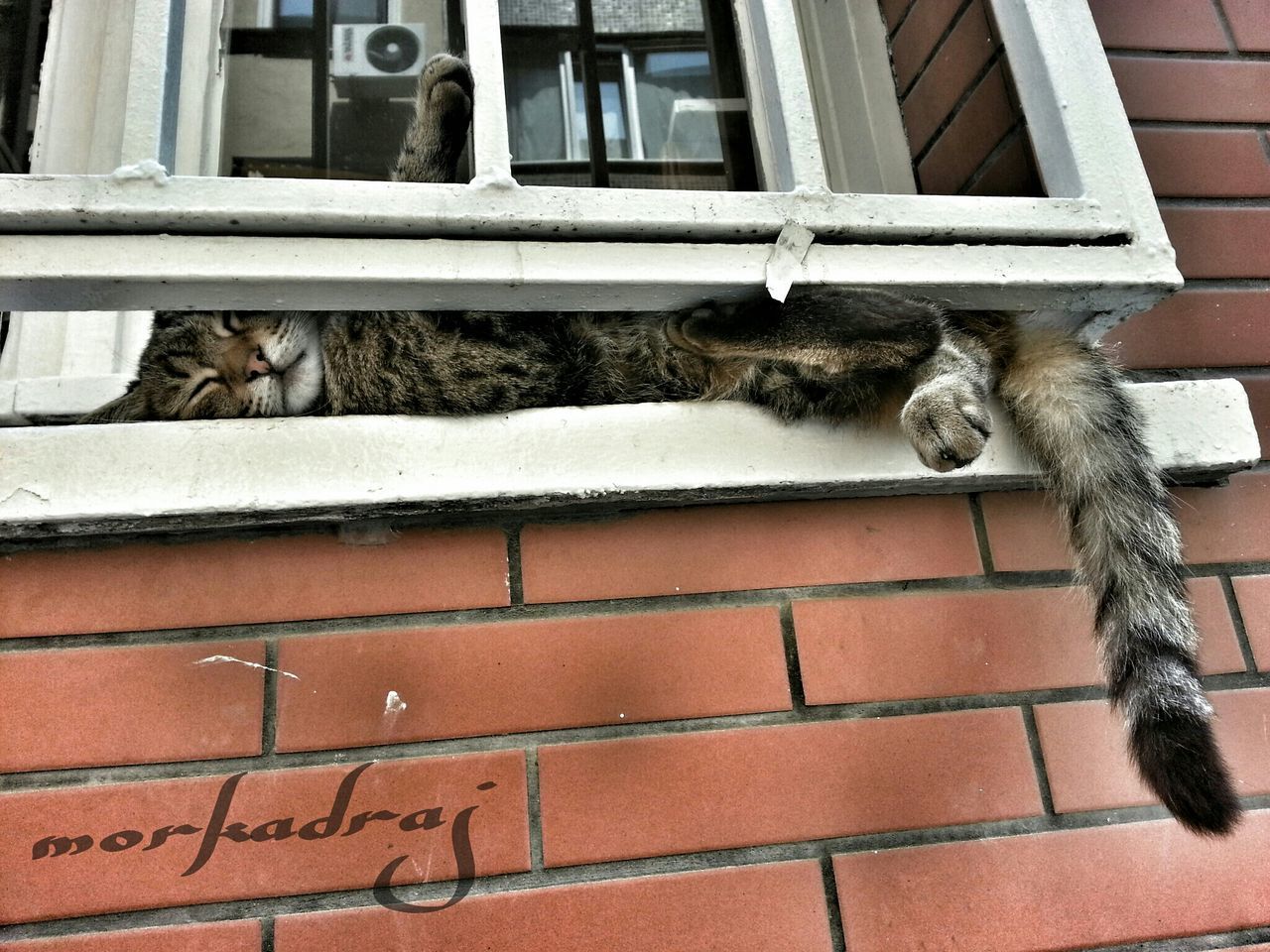 animal themes, building exterior, one animal, built structure, architecture, domestic animals, mammal, domestic cat, pets, low angle view, cat, window, house, wildlife, bird, two animals, no people, animals in the wild, feline, day