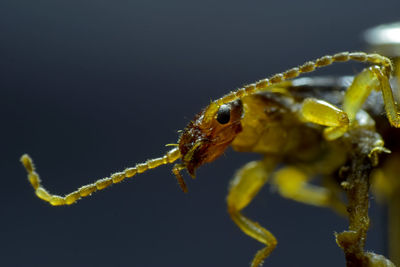 Close-up of spider